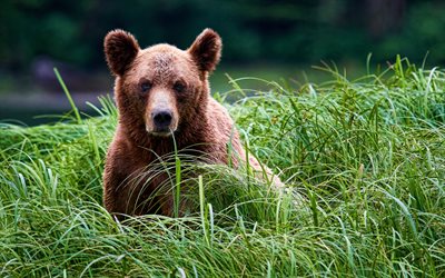 thumb-bear-4k-summer-wildlife-predators.jpg