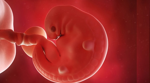fetusdevelopment_fetusdev_6_209921d0b79-4ace-4c85-9fb3-715d10eaed05.jpg