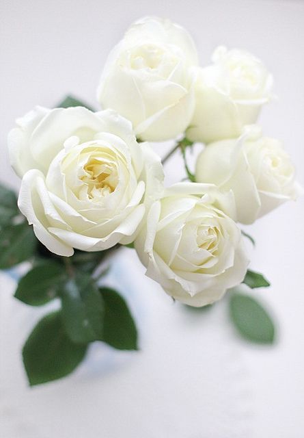 White-flower-images-23.jpg