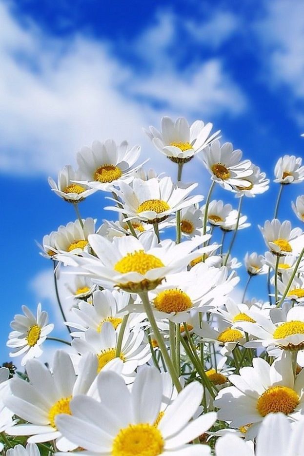 White-flower-images-1-623x935.jpg