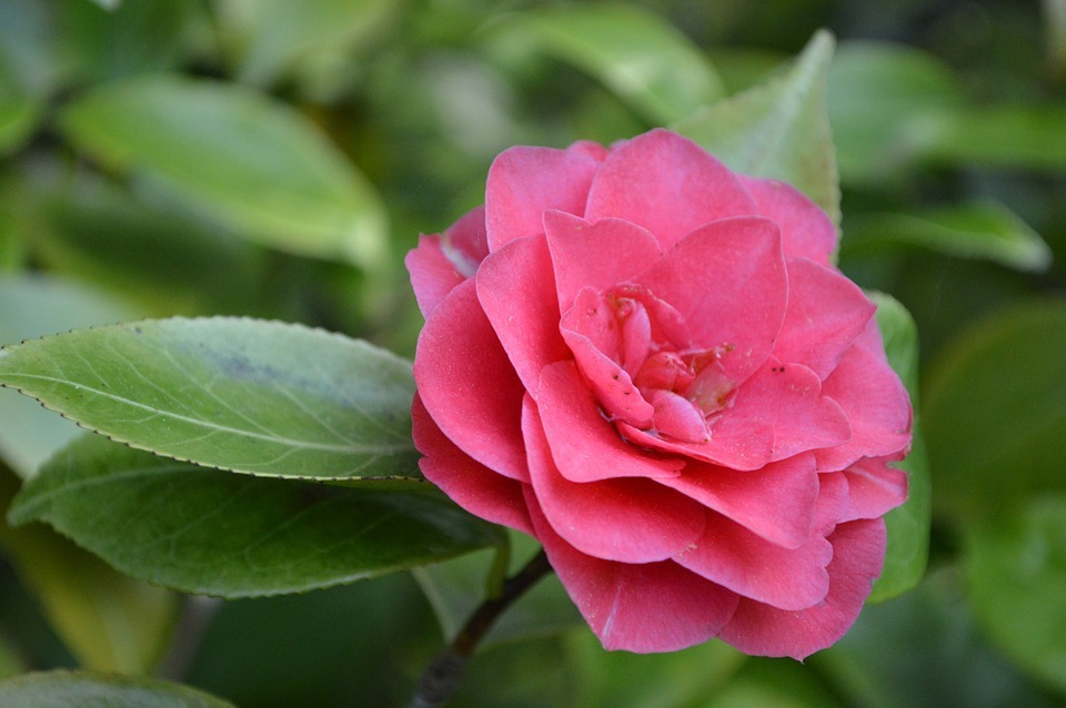 camellia01.jpg