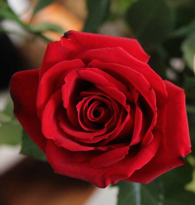 red-rose-623x656.jpg