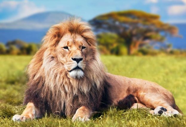 Most-beautiful-lions-in-the-world-images-alamphoto.com_-623x426.jpg
