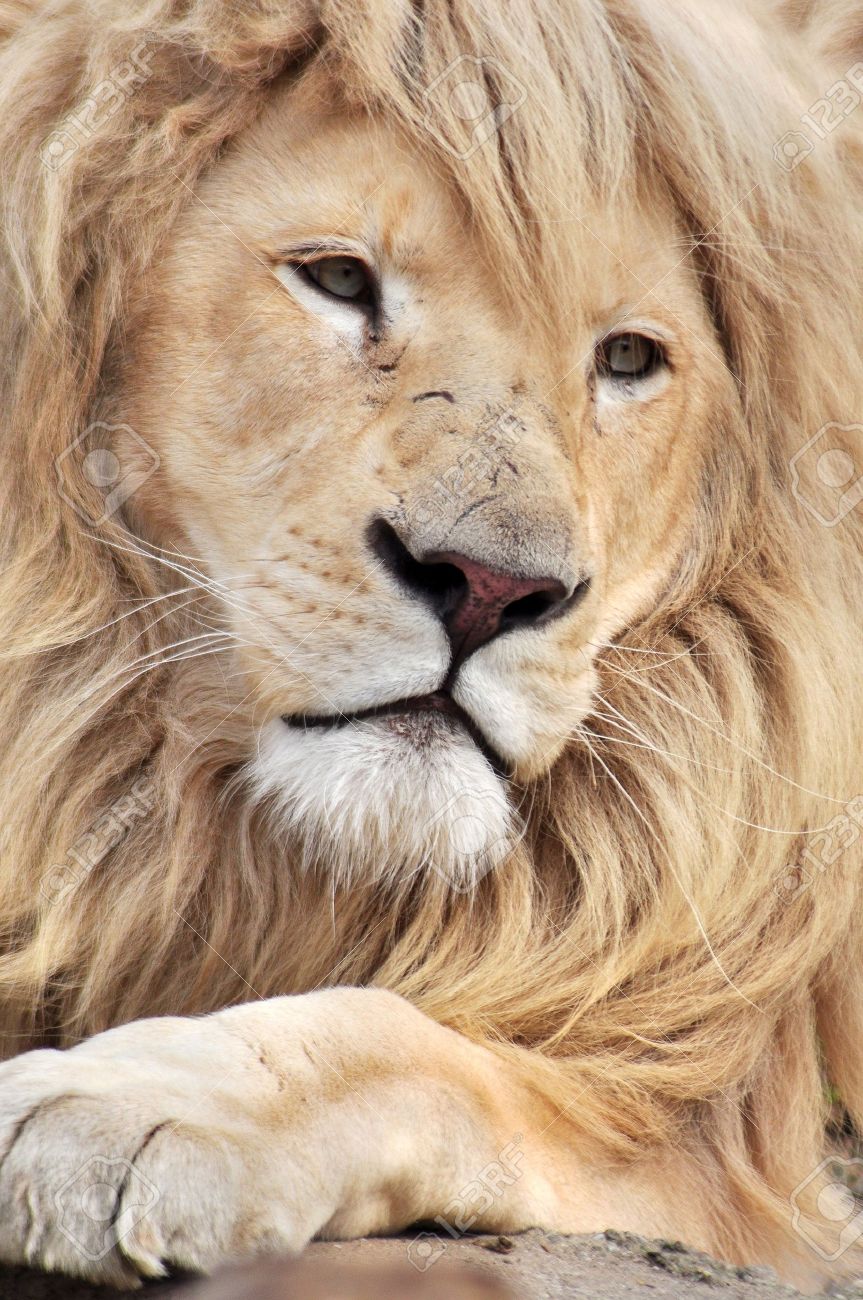 9680729-Close-up-portrait-of-a-white-lion-male-animal--Stock-Photo-lion-nature-cat.jpg
