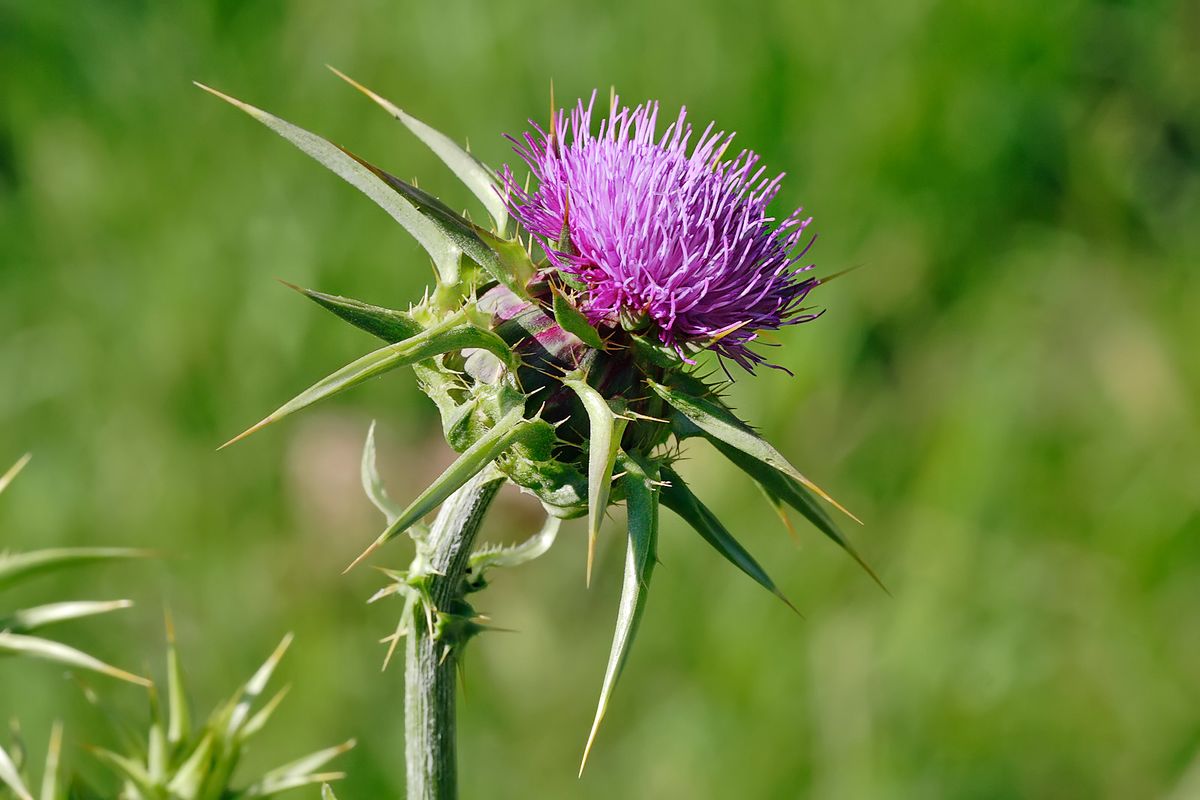 1200px-Milk_thistle_flowerhead.jpg