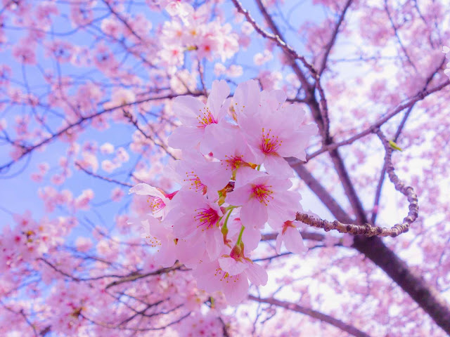 sakura_flowers_bloom_125940_1600x1200_optimized.jpg