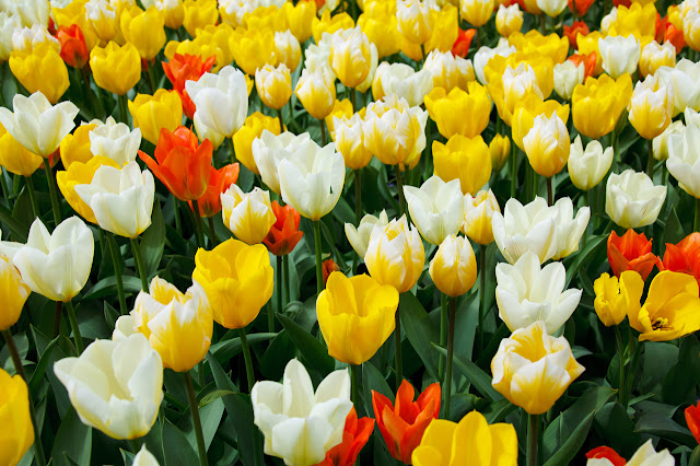 bright-tulips-871298039942GKn.jpg