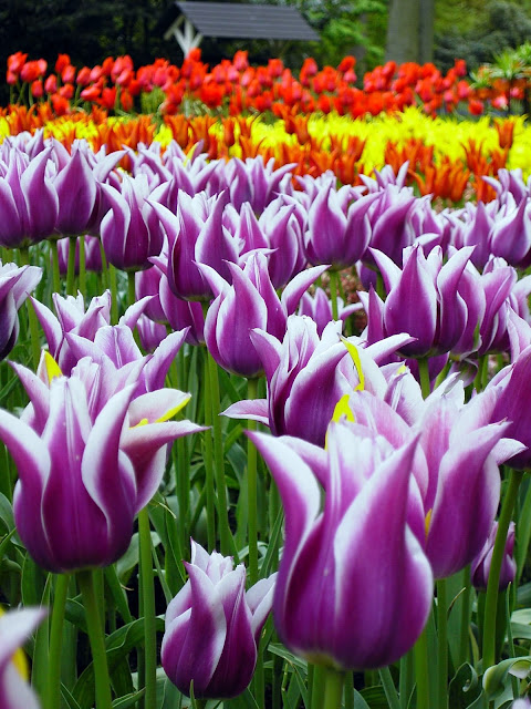 Keukenhof_Holanda_003.jpg