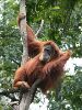 247px-SUMATRAN_ORANGUTAN.jpg