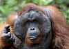 Orang-Utan.jpg